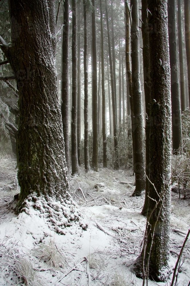 Tree trunks in a pine forest covered in winter snow - Australian Stock Image