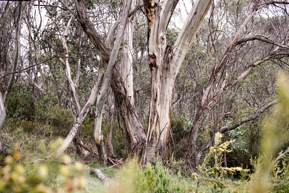 Image of Tree trunks with strings of bark in the wilderness - Austockphoto
