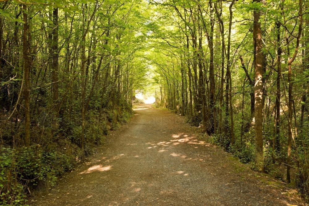 Tree Tunnel - Australian Stock Image