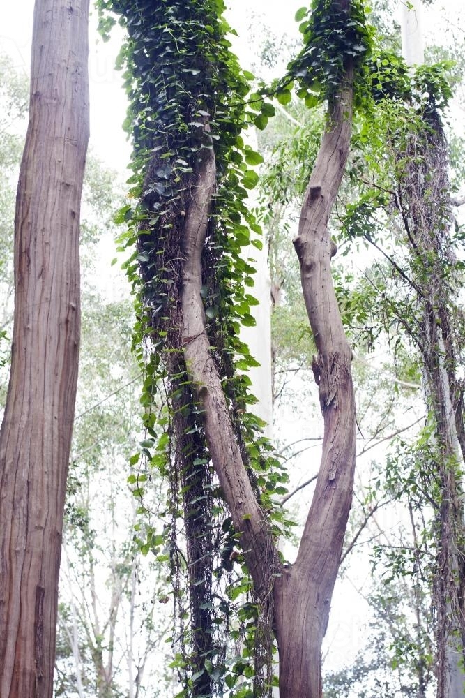 Tree vine - Australian Stock Image