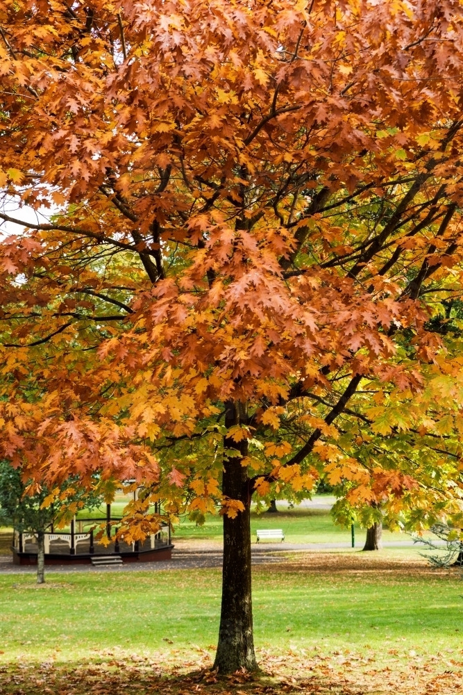 tree with autumn leaves, vertical - Australian Stock Image
