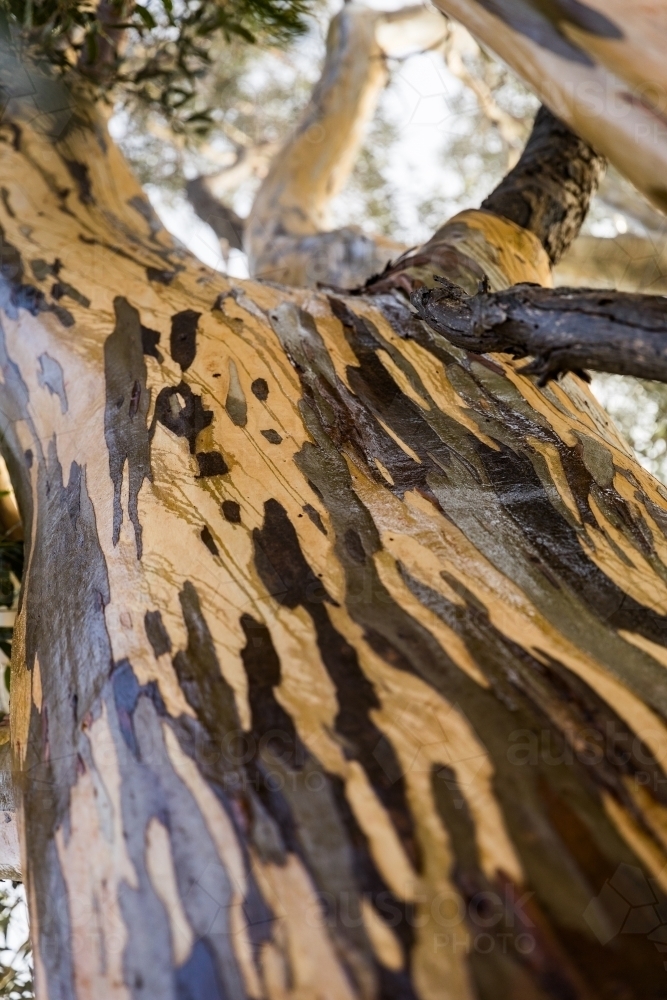tree with colourful bark patterns - Australian Stock Image