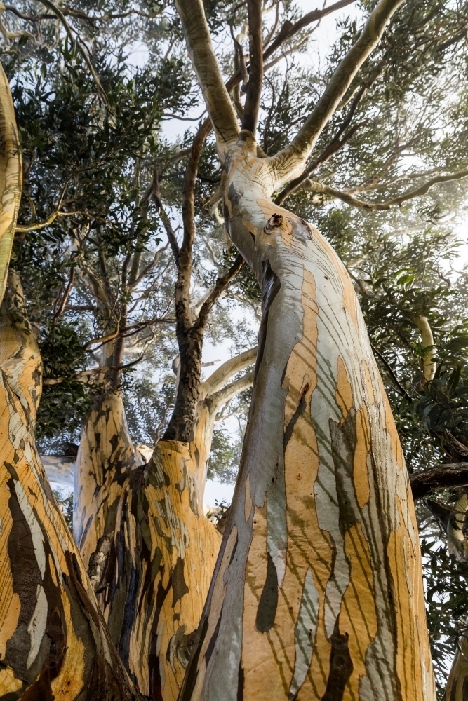 tree with colourful bark patterns - Australian Stock Image