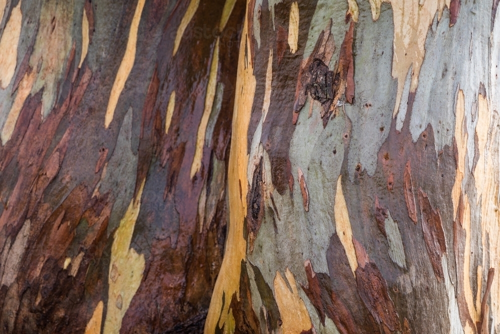 tree with colourful bark patterns - Australian Stock Image