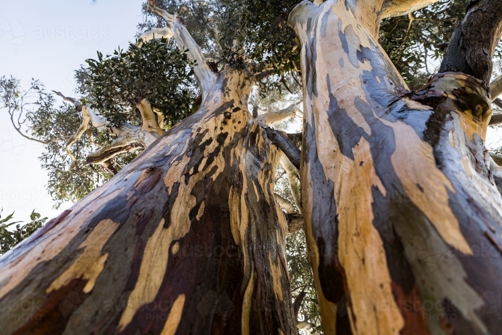 tree with colourful bark patterns - Australian Stock Image