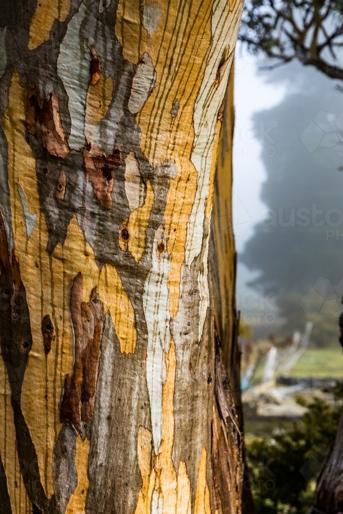 tree with colourful bark patterns - Australian Stock Image
