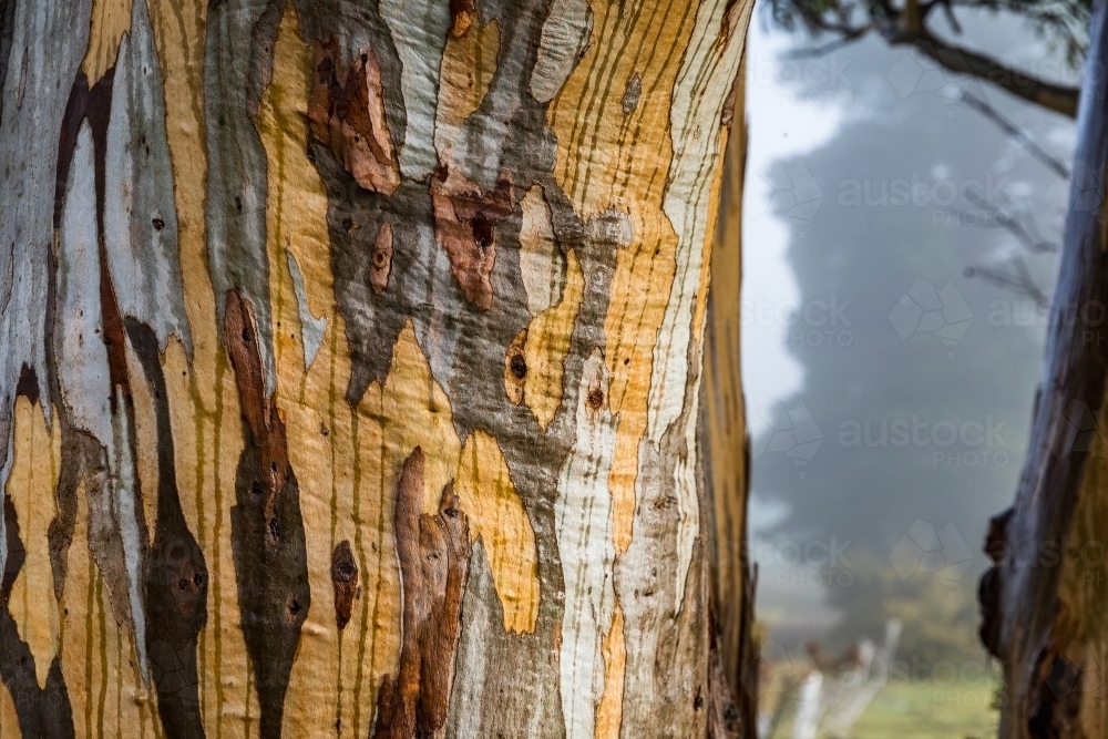 tree with colourful bark patterns - Australian Stock Image