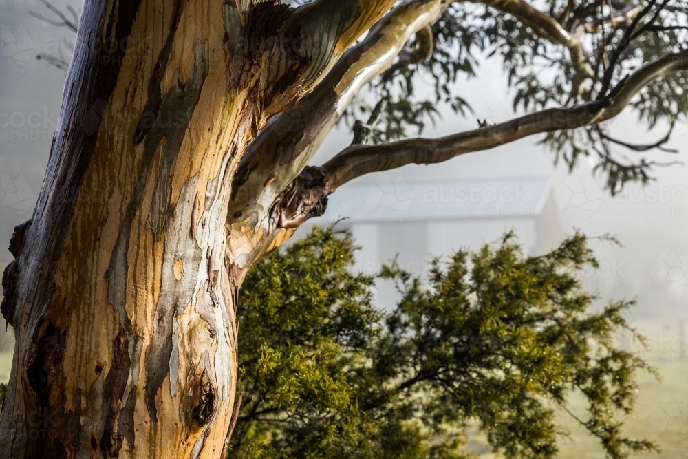 tree with colourful bark patterns - Australian Stock Image