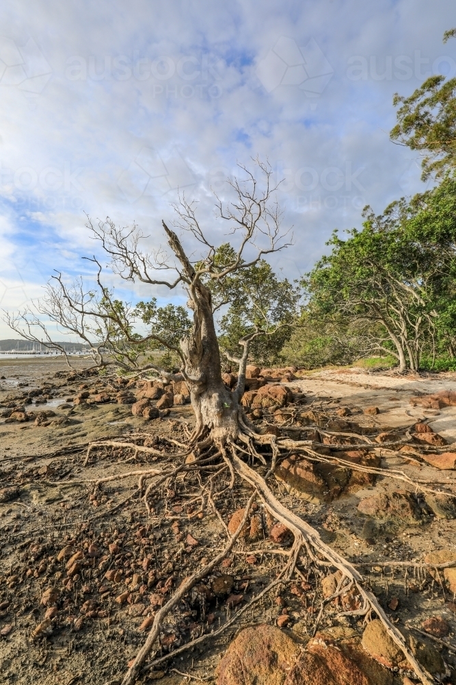 tree with exposed roots on coastline at low tide - Australian Stock Image