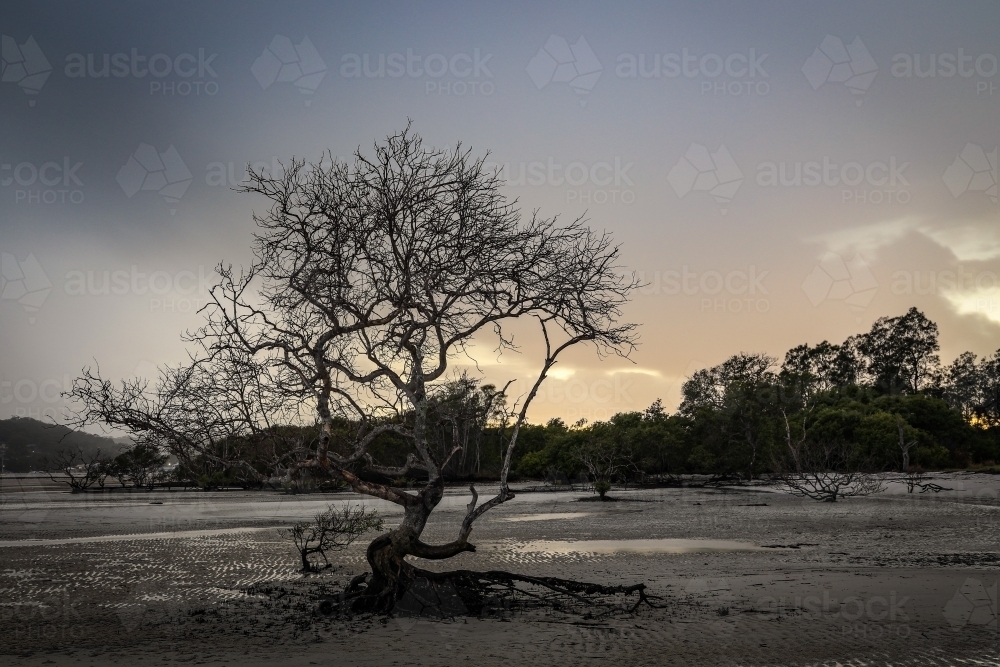 Tree with no leaves against ocean at low tide - Australian Stock Image