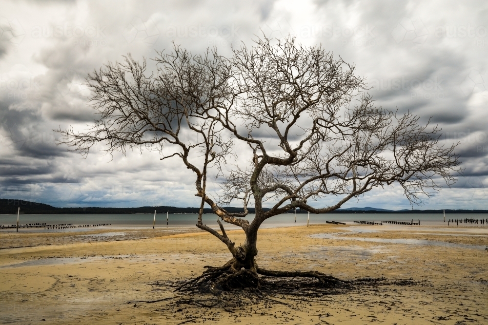 Tree with no leaves on sandy beach at low tide with cloudy sky - Australian Stock Image
