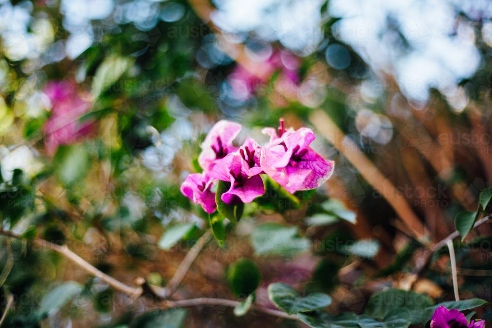 Tree with purple flowers - Australian Stock Image