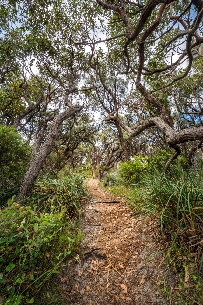 Treed pathway in the bush - Australian Stock Image
