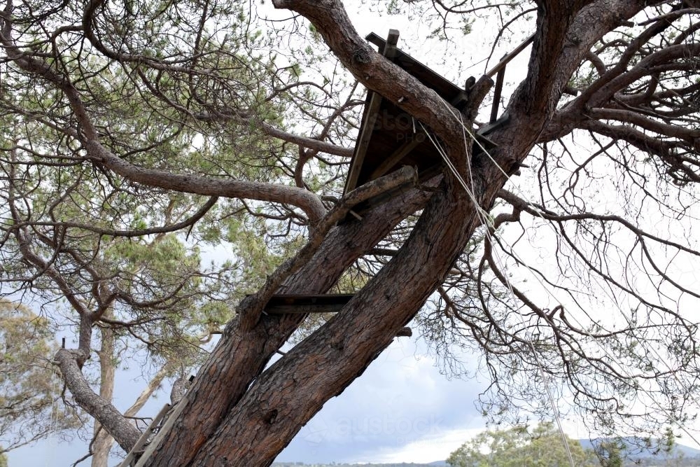 Treehouse up in branches of tree in country backyard - Australian Stock Image