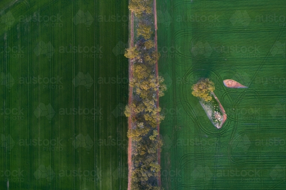 Treeline between two cropped paddocks on a farm. - Australian Stock Image