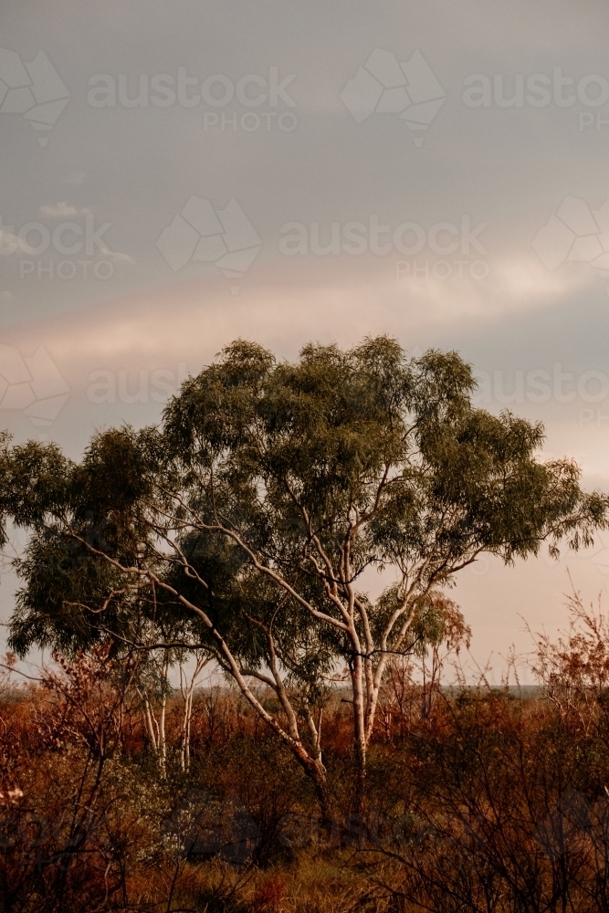 Trees after passing storm in outback Australia - Australian Stock Image