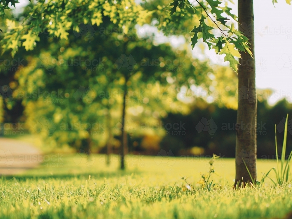 Trees along a path taken from below - Australian Stock Image