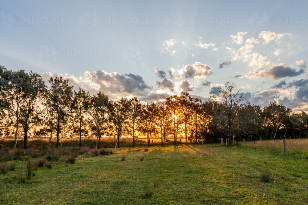 Trees along fence line on farm at sunset in green paddock - Australian Stock Image