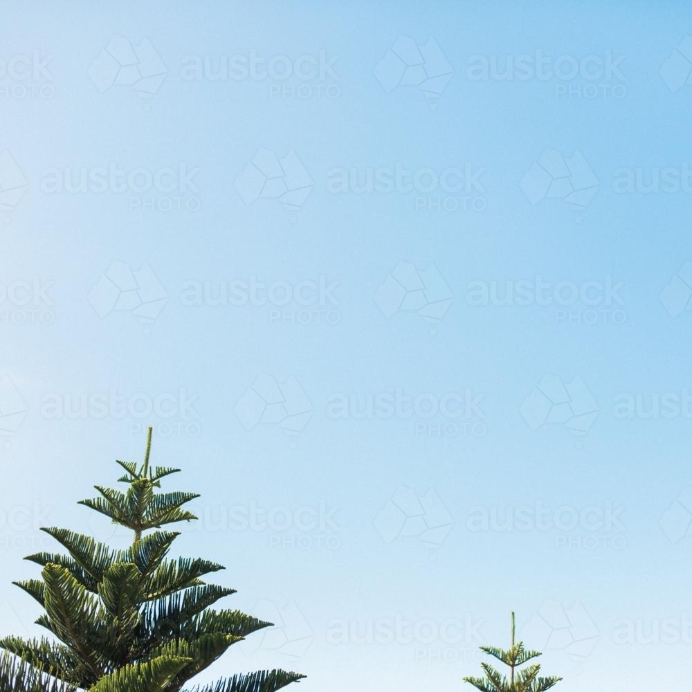 Trees and a blue sky - Australian Stock Image