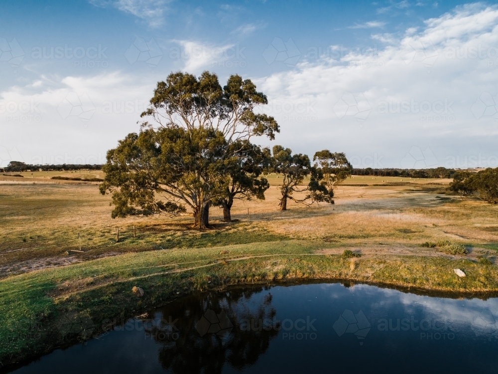Trees and dam in farm land - Australian Stock Image