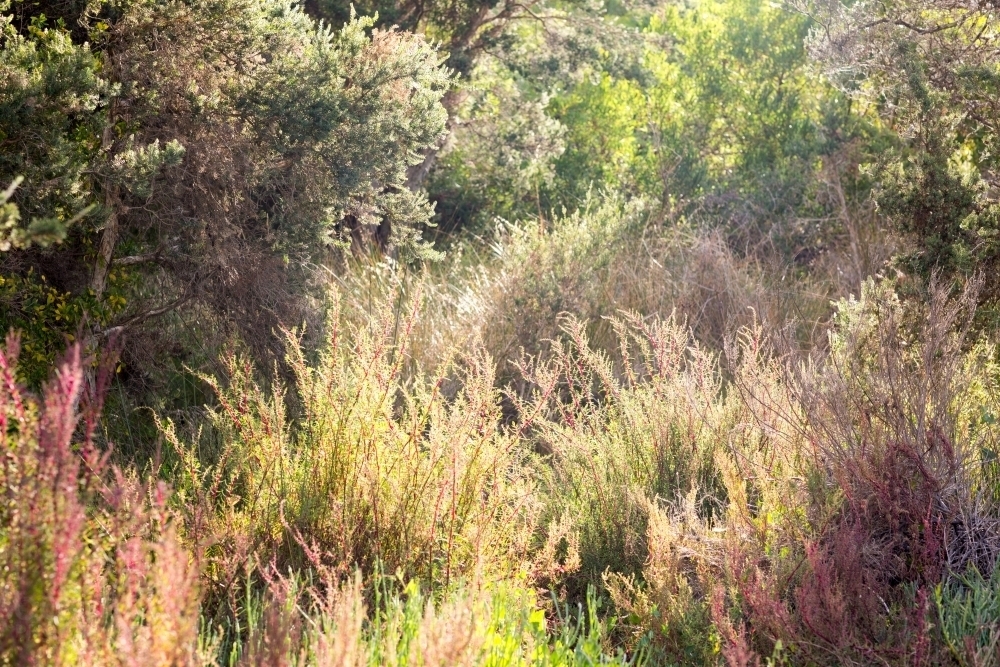 Trees and grasses in coastal bush - Australian Stock Image