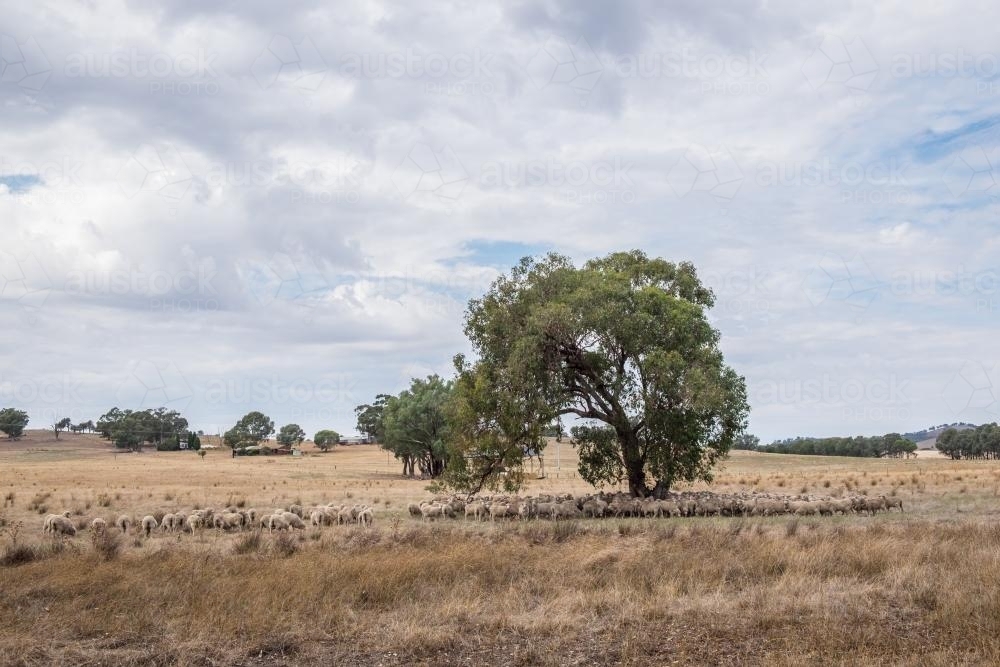 Trees and Sheep - Australian Stock Image
