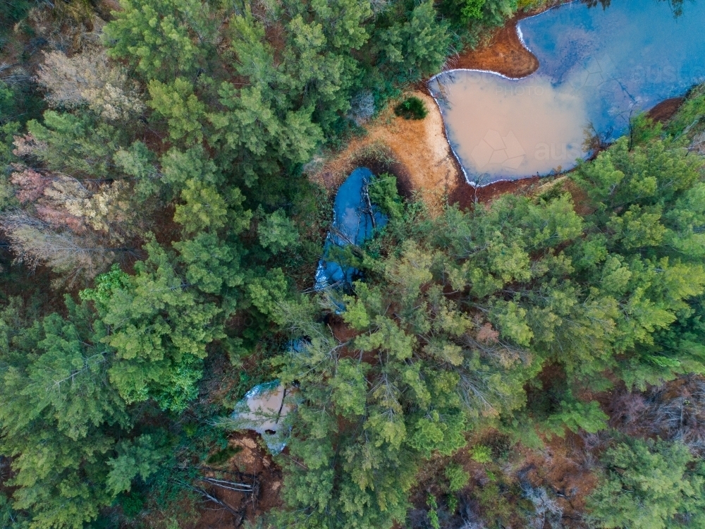 Trees beside pool of stagnant water of creek - Australian Stock Image