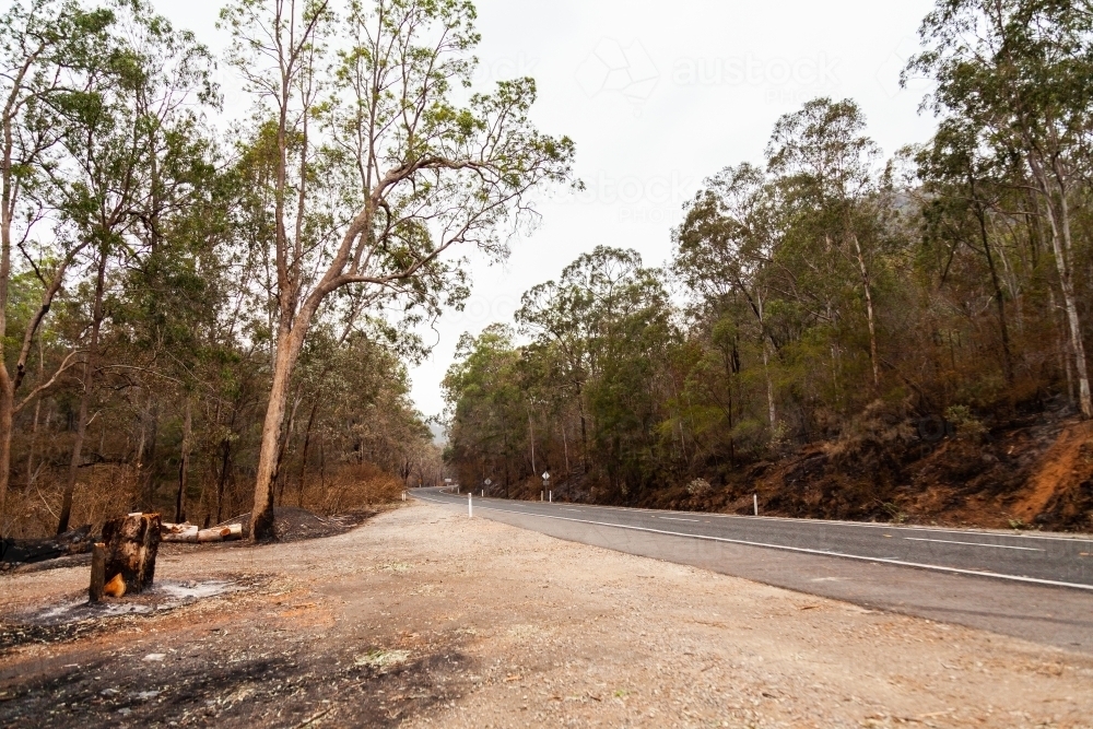 Trees burnt brown and black beside Putty road after bushfire - Australian Stock Image