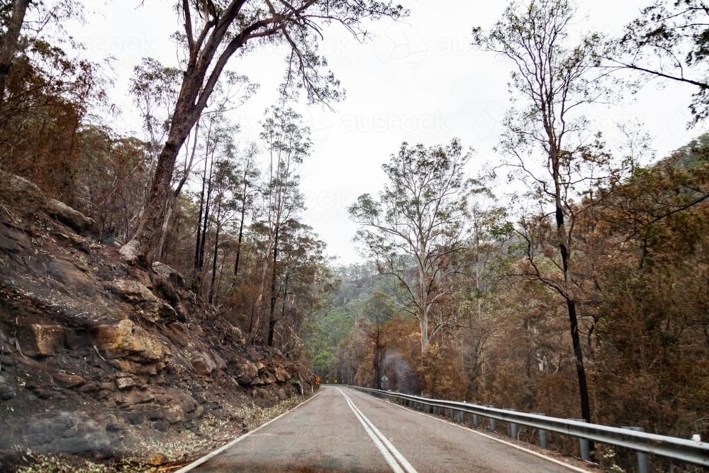 Trees burnt brown and black beside Putty road after bushfire - Australian Stock Image