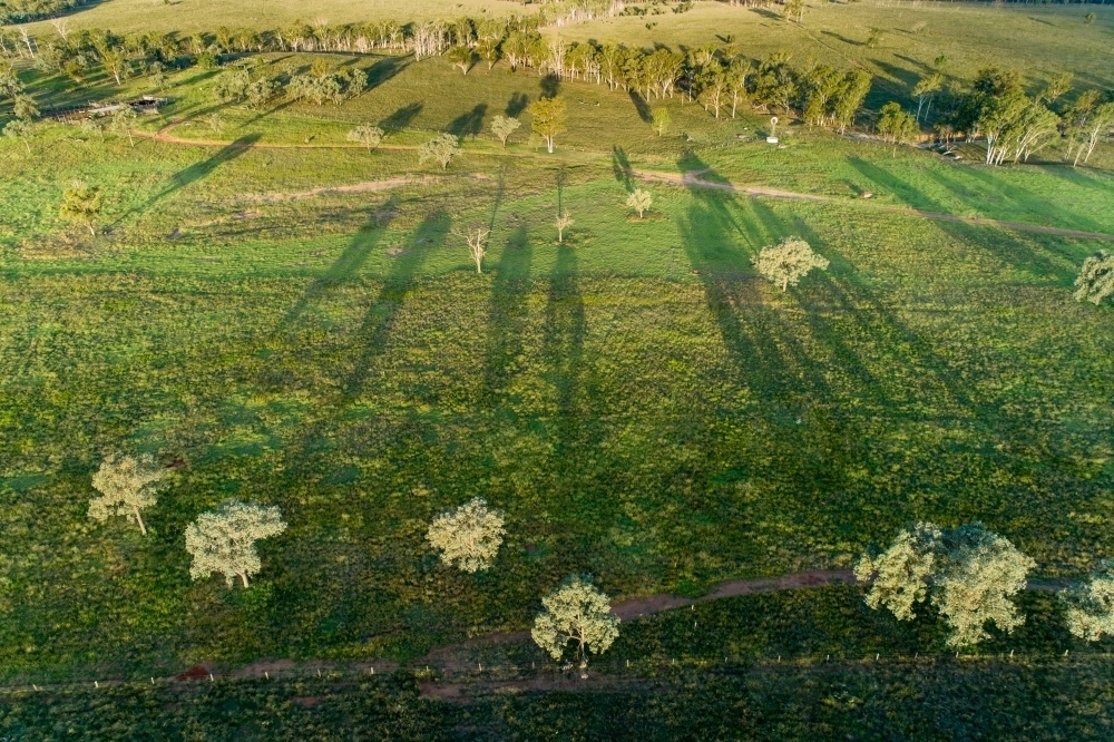 Trees casting long shadows on a farm. - Australian Stock Image