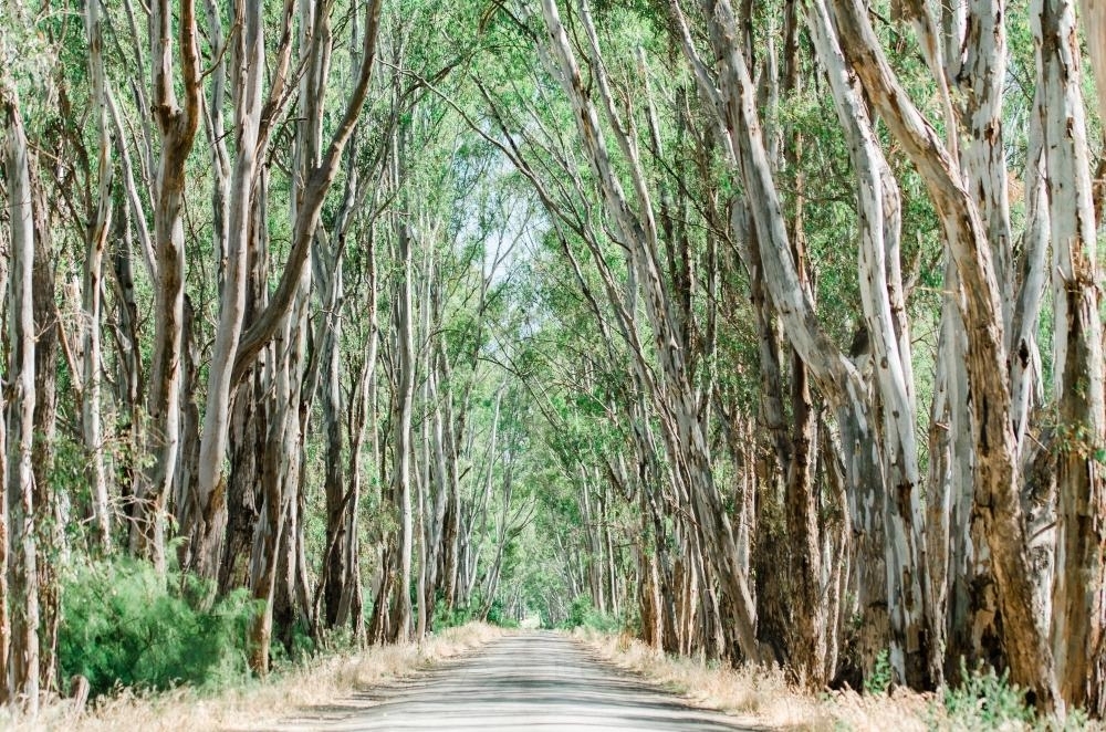 Trees Forming a Canopy above a Gravel Road in the Country - Australian Stock Image