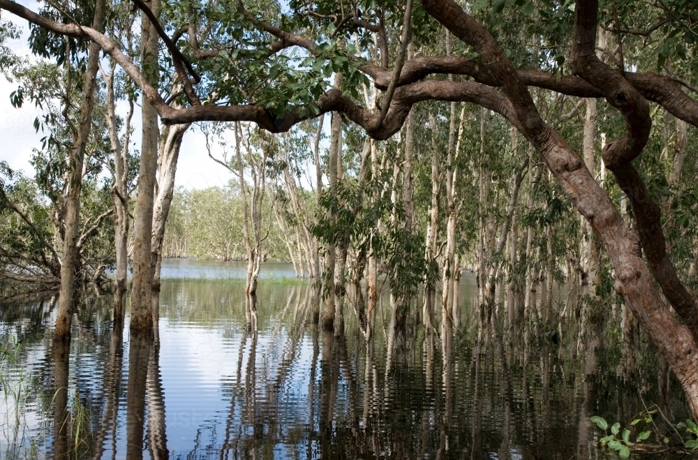 Trees growing in a swamp - Australian Stock Image