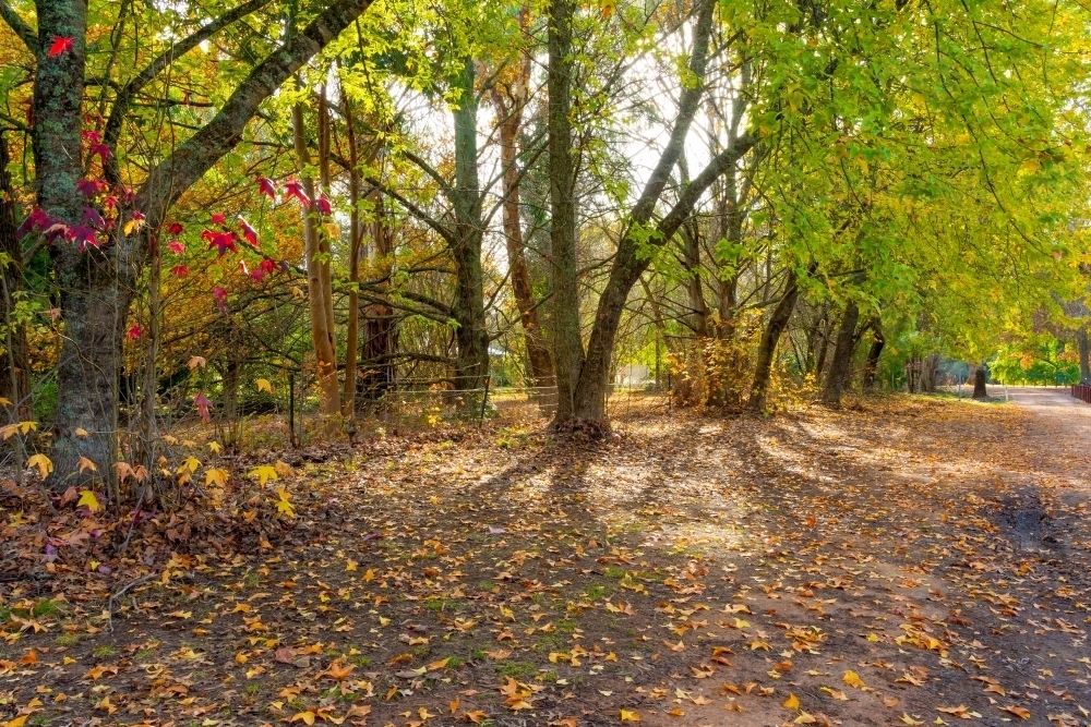 Image of Trees in a park during Autumn with sunlight coming through the ...