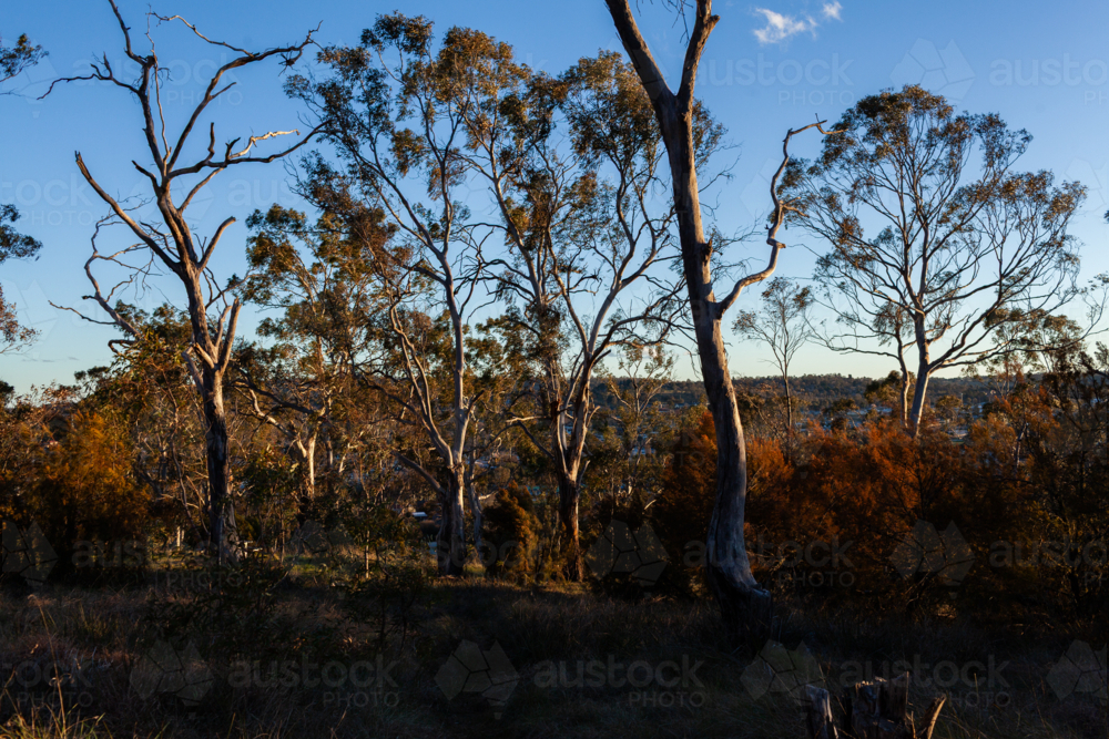 Trees in Australian bushland at Drummond Apex Lookout in Armidale - Australian Stock Image