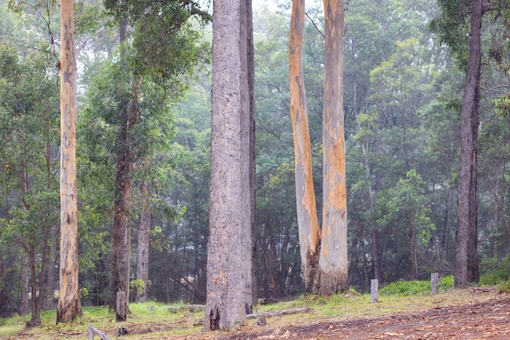 trees in drizzle in forest park - Australian Stock Image