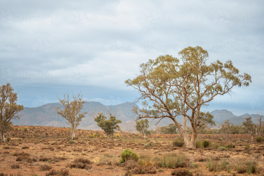 trees in Flinders Ranges landscape - Australian Stock Image