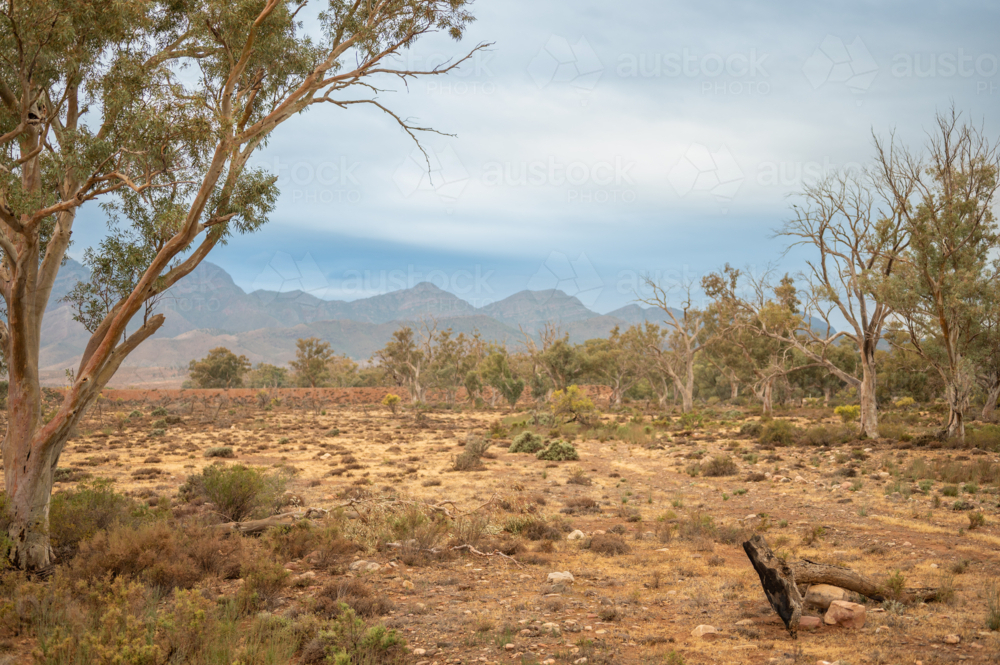 trees in Flinders Ranges landscape - Australian Stock Image