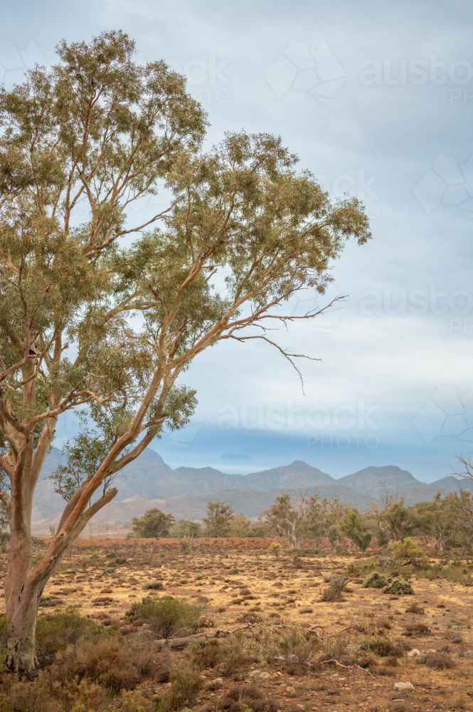trees in Flinders Ranges landscape - Australian Stock Image