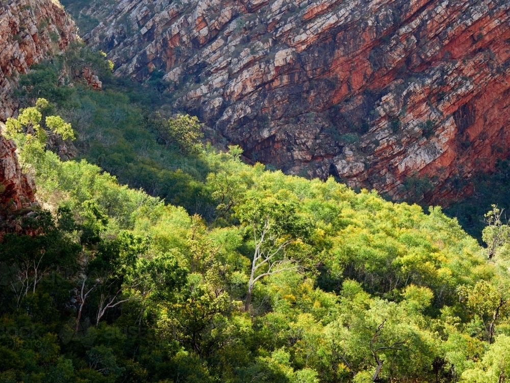 Trees in Front of a Red Cliff Face on Talbot Bay - Australian Stock Image
