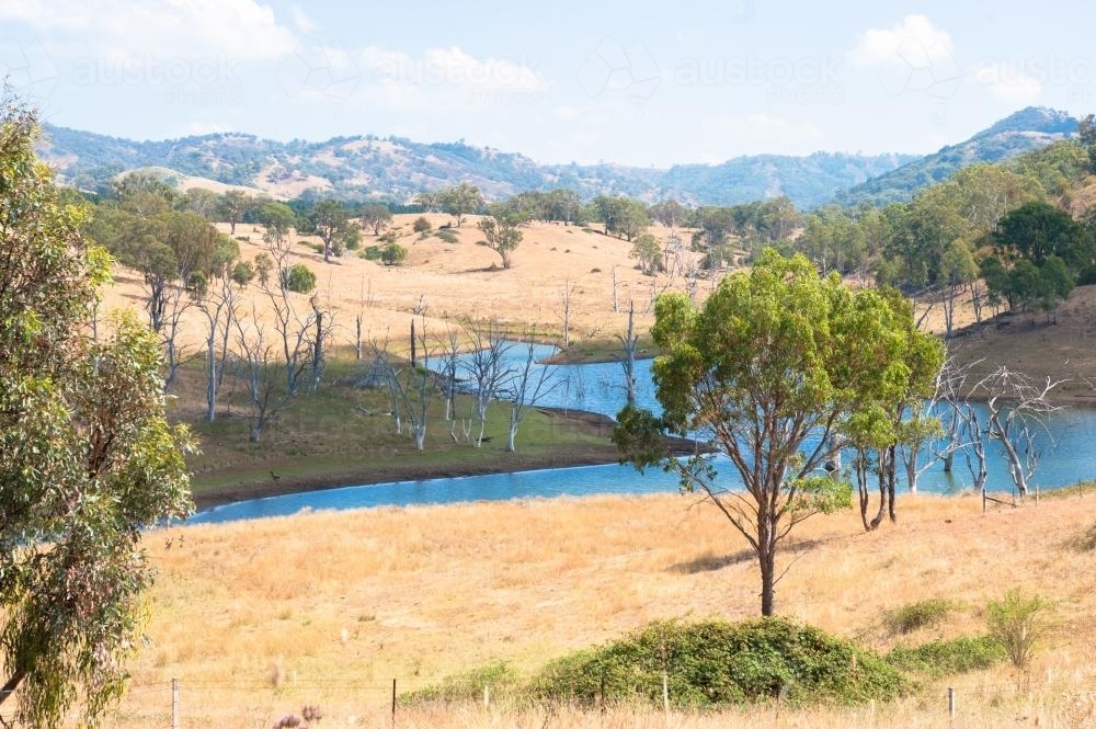 Trees in lake - Australian Stock Image