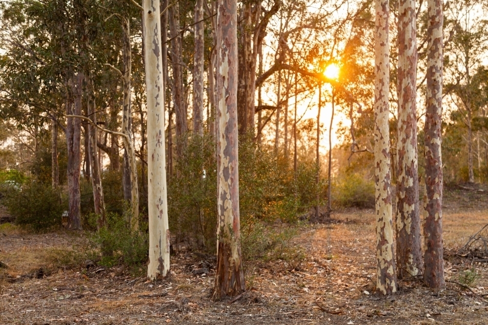 Trees in rural backyard lit in orange light by smoke haze from bushfires - Australian Stock Image