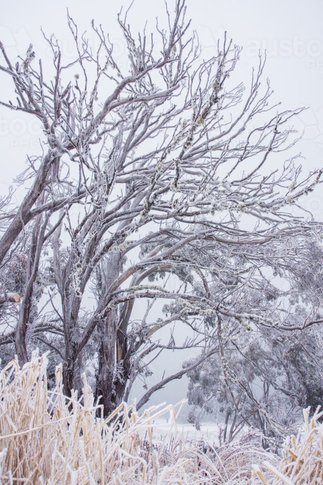 Trees in the snow - vertical - Australian Stock Image