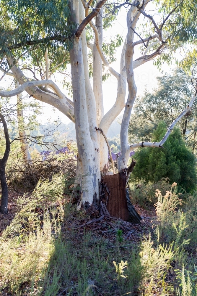 Trees of Hillend - Australian Stock Image