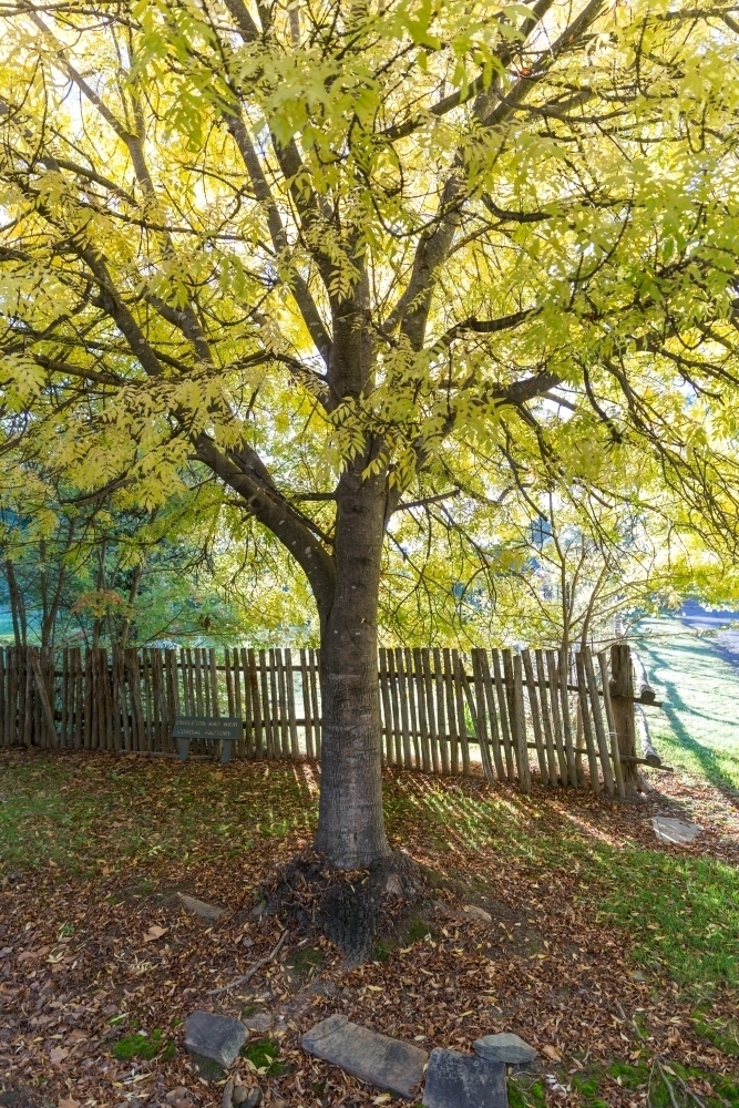 Trees of Hillend - Australian Stock Image