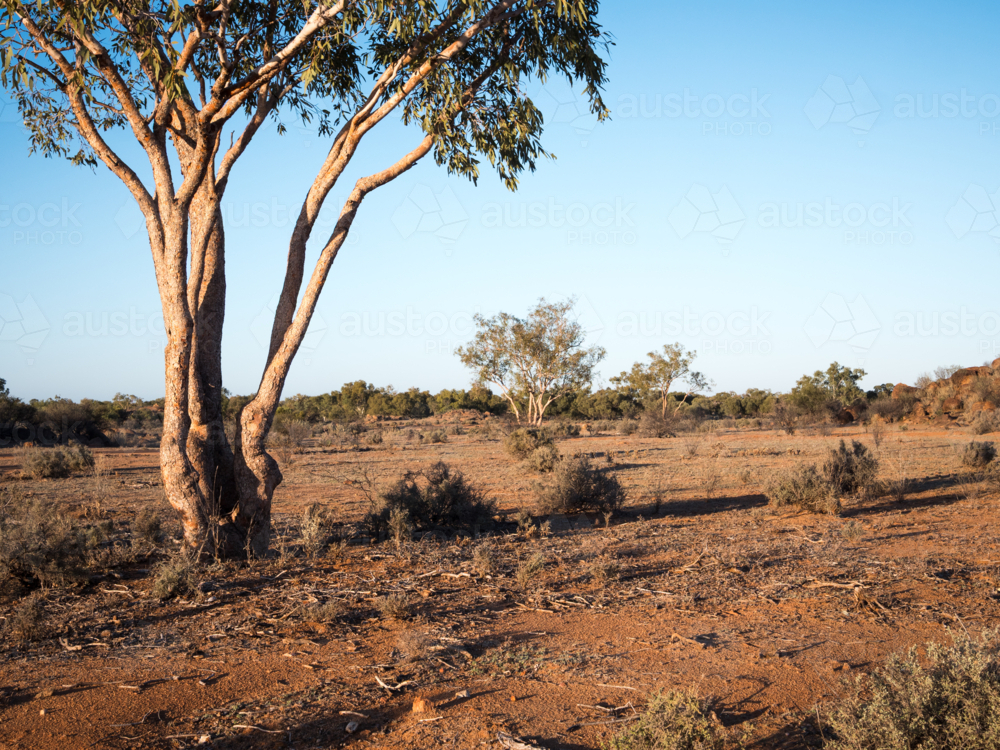 Trees on a rocky landscape at Tibooburra, New South Wales - Australian Stock Image