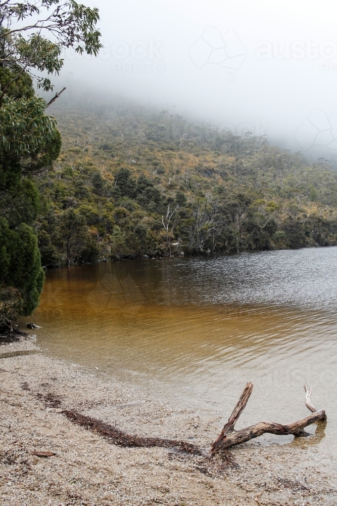 Trees on lake foreshore, Cradle Mountain - Australian Stock Image