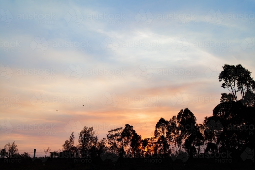 Trees silhouetted against smoke filled sunset sky - Australian Stock Image