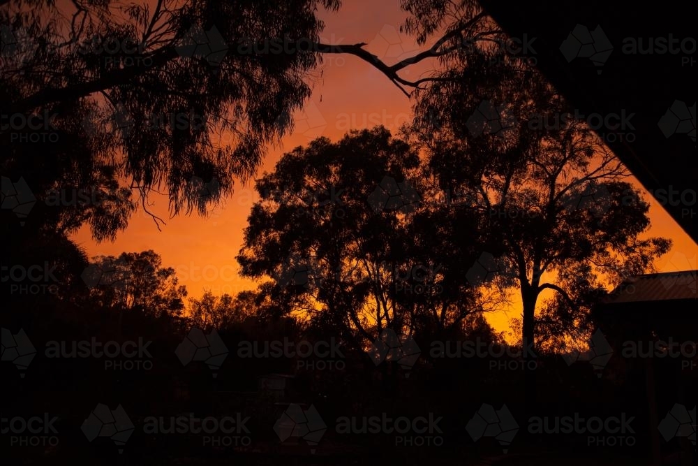 Trees silhouetted in a golden sunrise - Australian Stock Image