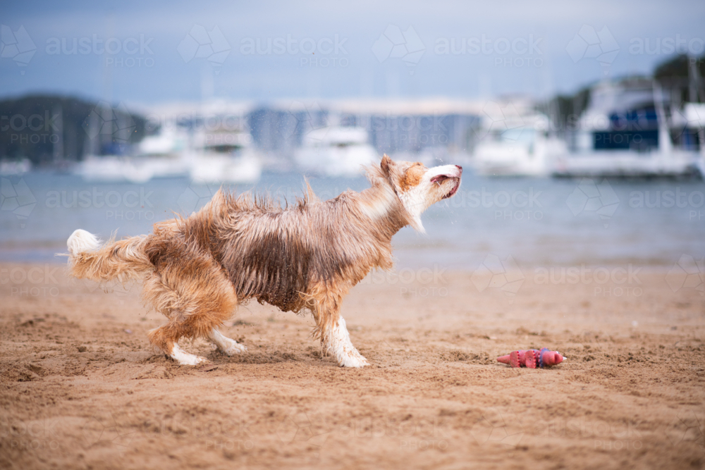 tri coloured Border Collie shaking off water at the beach - Australian Stock Image