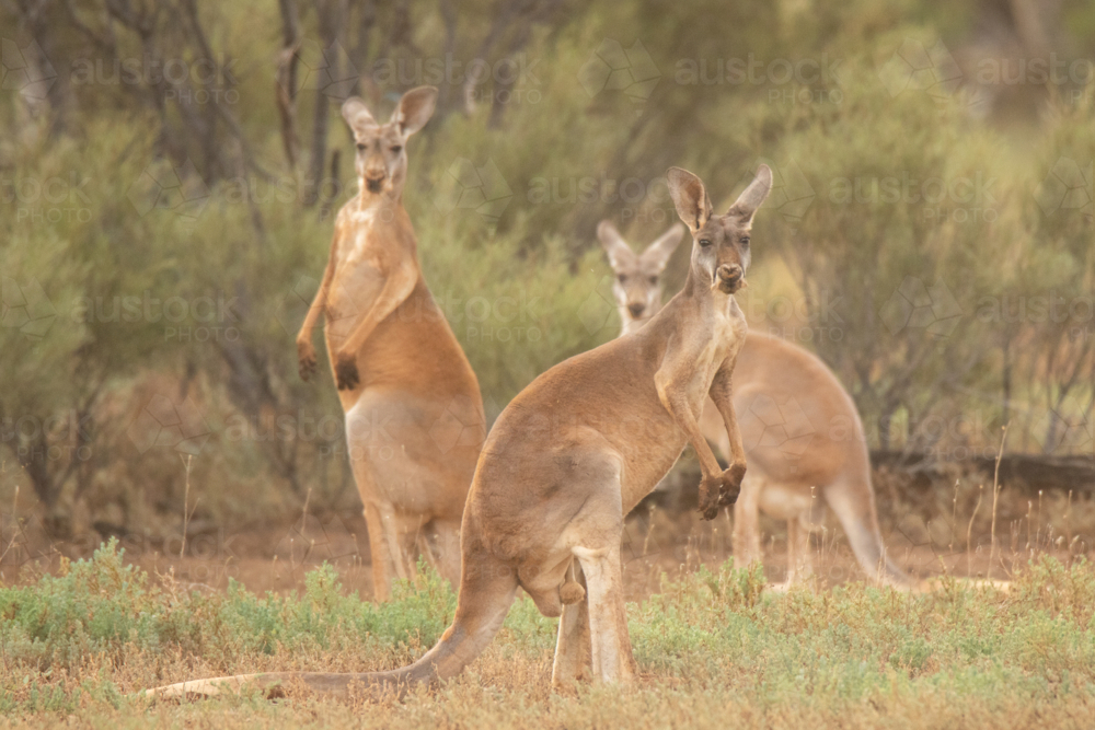 Trio of red kangaroos - Australian Stock Image